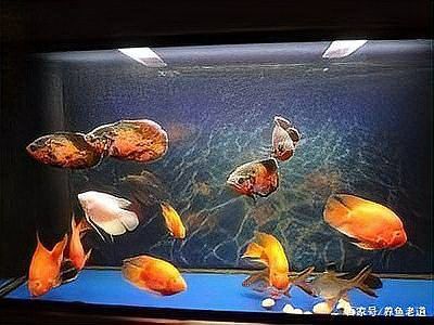 1.2米魚缸能養幾條銀龍魚