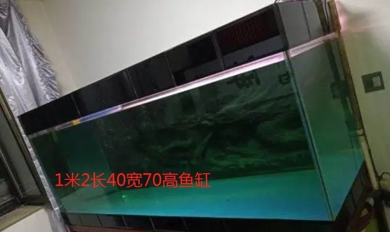 1.2米魚缸能養幾條銀龍魚