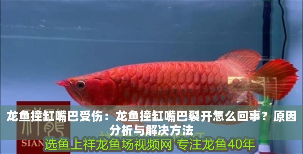 龍魚撞缸嘴巴受傷：龍魚撞缸嘴巴裂開怎么回事？原因分析與解決方法