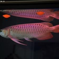龍魚適合家養嗎：家養龍魚適合家庭養殖嗎