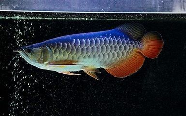 龍魚要多少溫度的水：飼養龍魚時需要嚴格控制水溫，以滿足其生長和健康需求