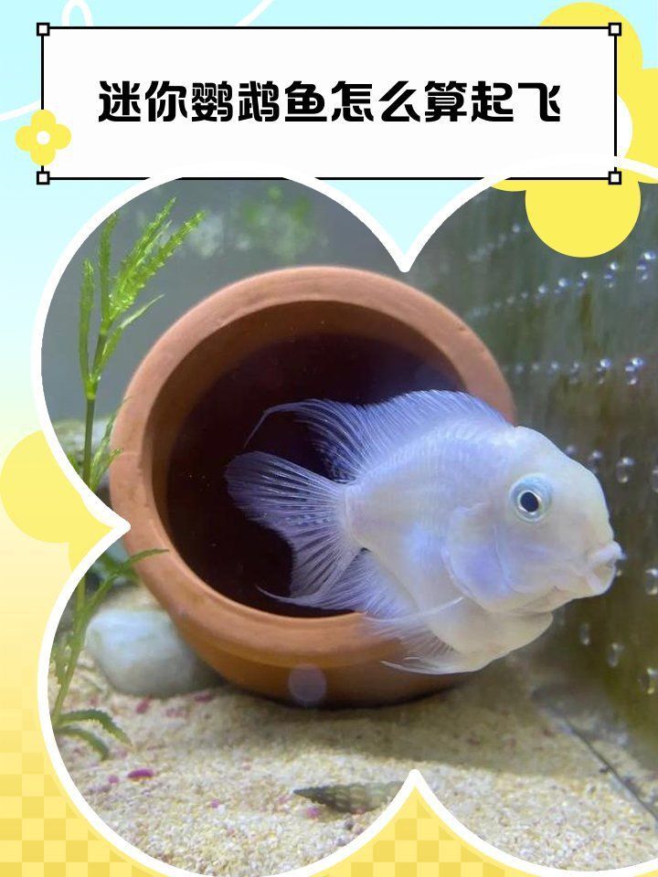 迷你鸚鵡魚怎么算起飛