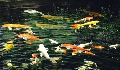 白龍魚什么意思：“白龍魚服”是什么意思 白龍魚什么意思：“白龍魚服”是什么意思 龍魚百科 第3張