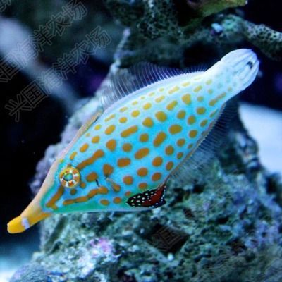 豹紋夫魚苗（豹紋夫魚苗是一種需要特定飼養環境和注意事項和注意事項）