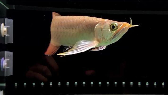 豹紋夫魚苗（豹紋夫魚苗是一種需要特定飼養(yǎng)環(huán)境和注意事項和注意事項）