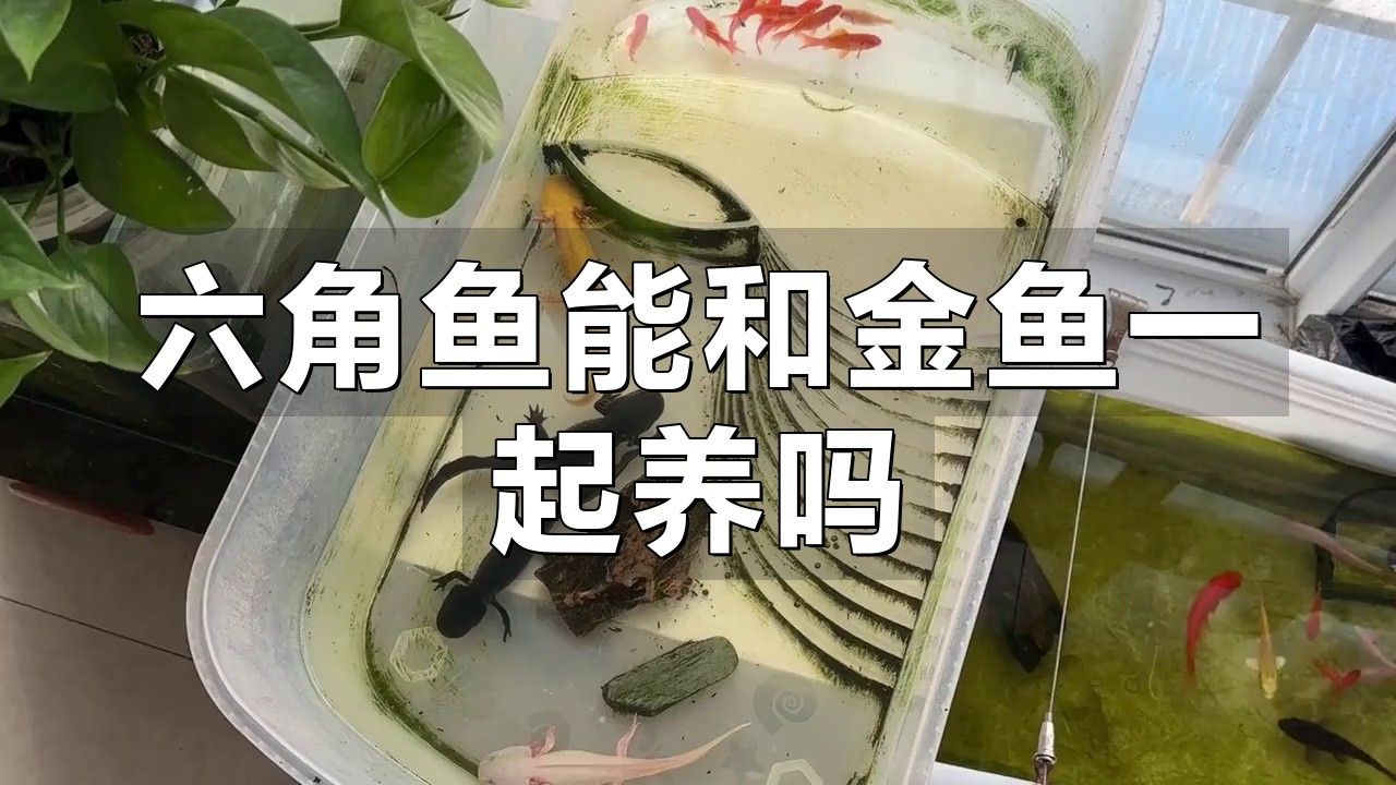 金魚和恐龍魚混養好嗎