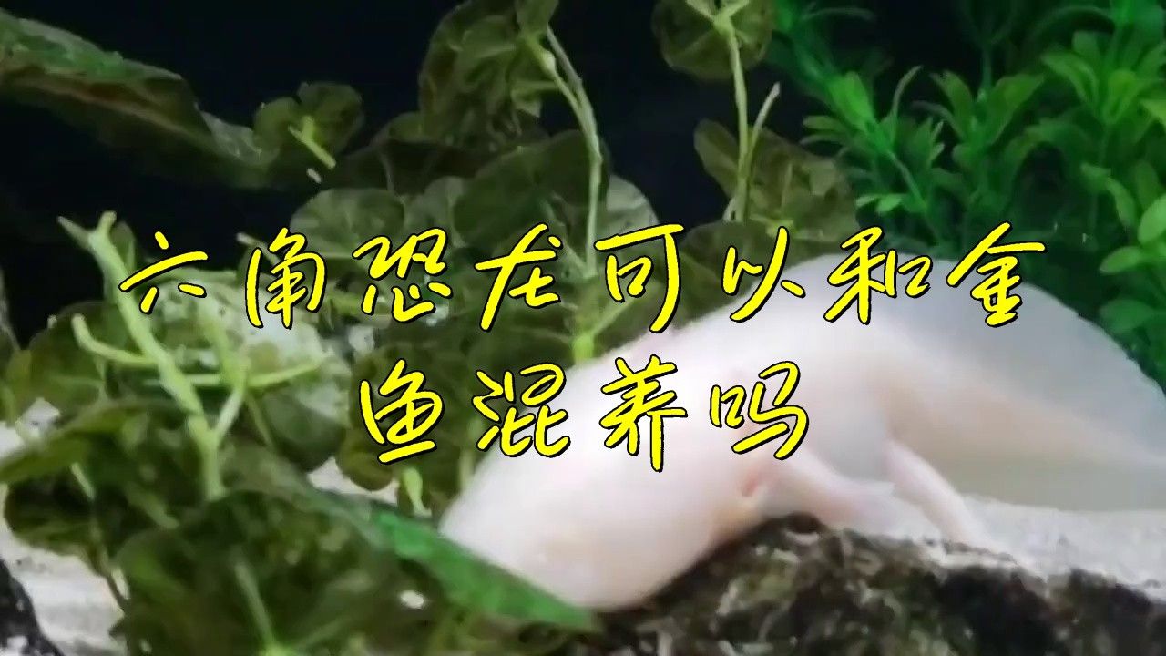金魚和恐龍魚混養好嗎