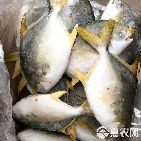 金鉆魚市場價多少一斤