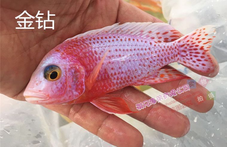 金鉆魚市場價多少一斤