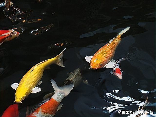 錦鯉等級劃分