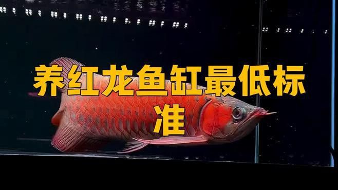 紅龍魚30公分時需要多大的魚缸？ 紅龍魚30公分時需要多大的魚缸？ 龍魚百科 第1張