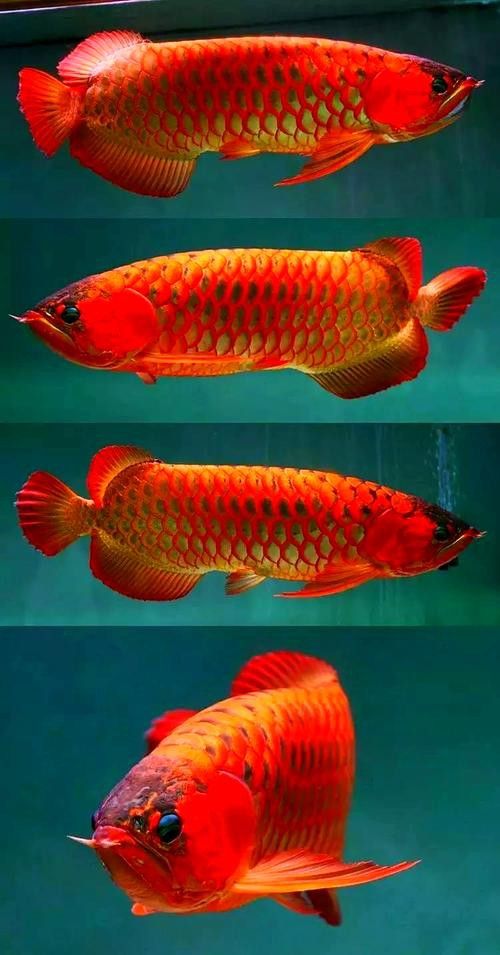 紅龍魚高清大圖的價格是多少？