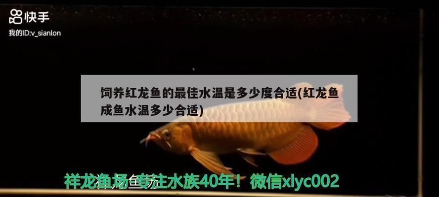 紅龍魚最佳飼養溫度范圍：關于紅龍魚最佳飼養溫度范圍的詳細信息