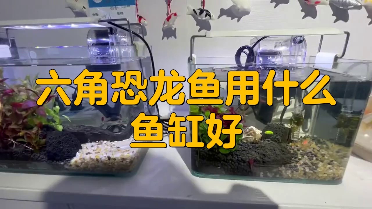 推薦幾款適合養(yǎng)六角龍魚的魚缸
