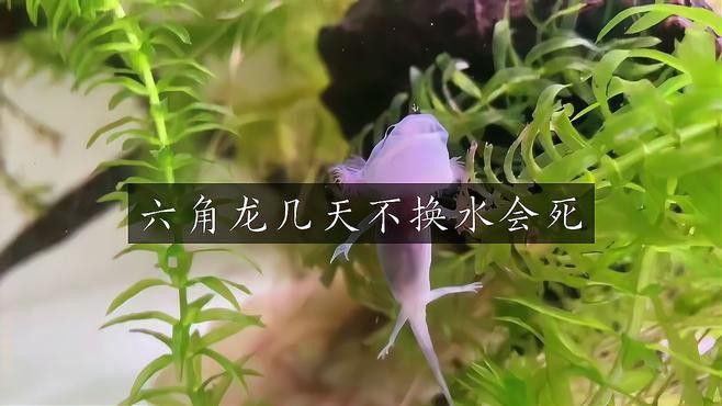 六角恐龍幼體多久換一次水