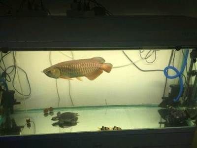 龍魚(yú)鑒定中心地址，