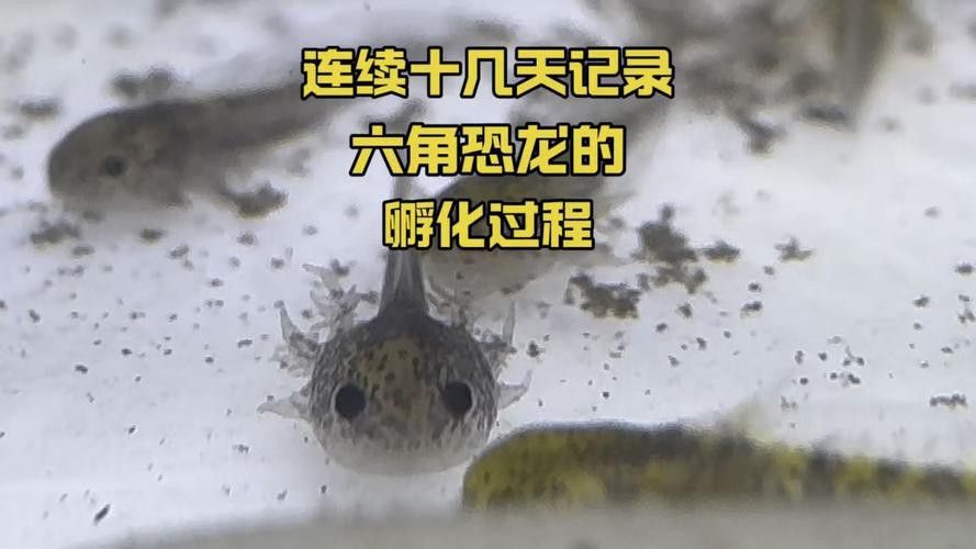 虎斑恐龍魚繁殖方式圖解