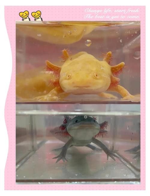 虎斑恐龍魚繁殖方式圖解