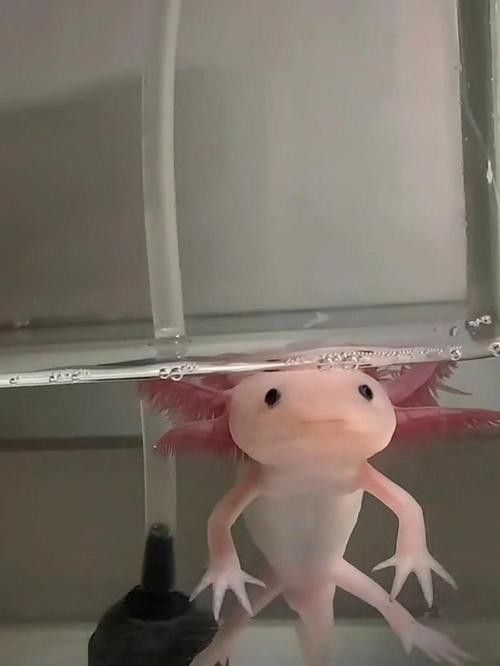 虎斑恐龍魚繁殖方式圖解
