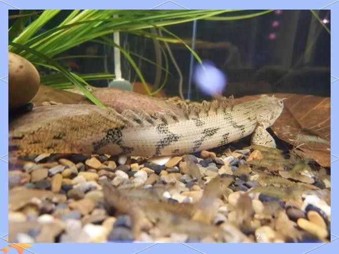 虎斑恐龍魚繁殖方式圖解