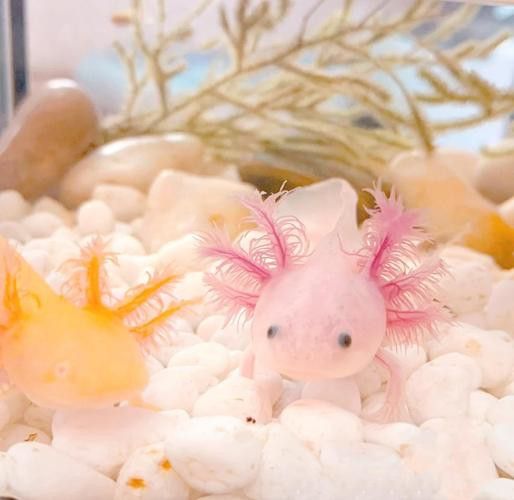虎斑恐龍魚繁殖方式圖解