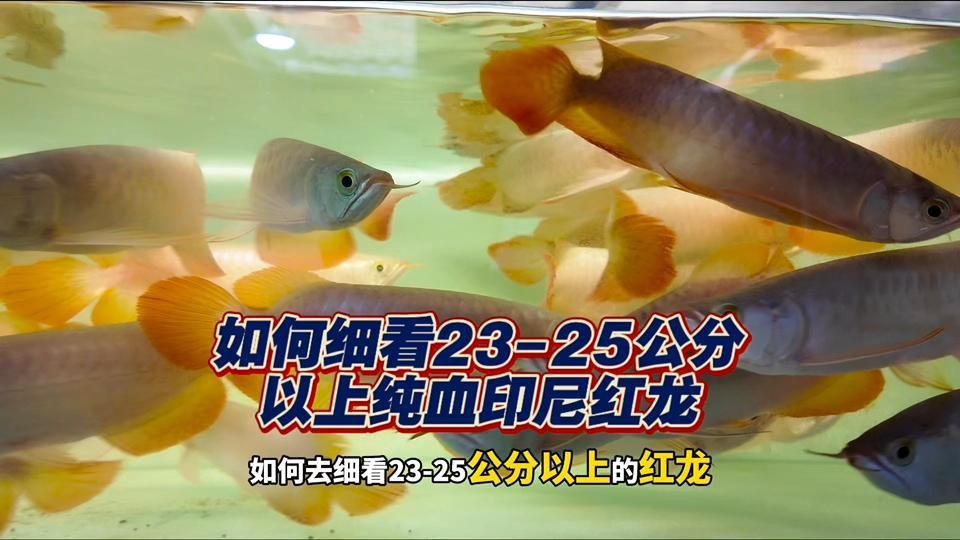如何辨別真假血紅龍魚？
