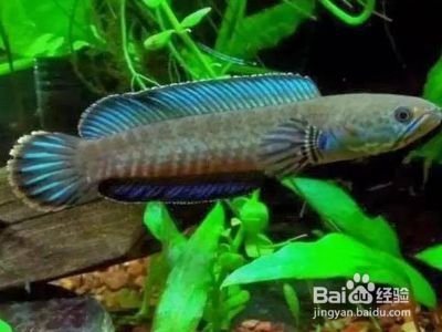 雷龍魚魚缸布局優化方案：優化雷龍魚魚缸布局的關鍵在于選擇合適的魚缸尺寸和材料