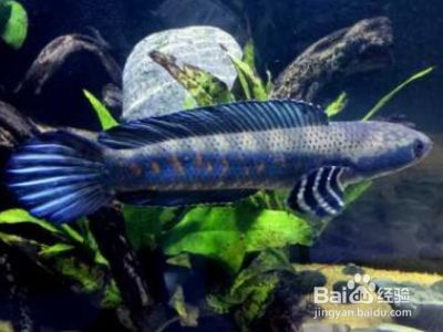 雷龍魚魚缸布局優化方案：優化雷龍魚魚缸布局的關鍵在于選擇合適的魚缸尺寸和材料