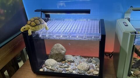 雷龍魚魚缸布局優化方案：優化雷龍魚魚缸布局的關鍵在于選擇合適的魚缸尺寸和材料