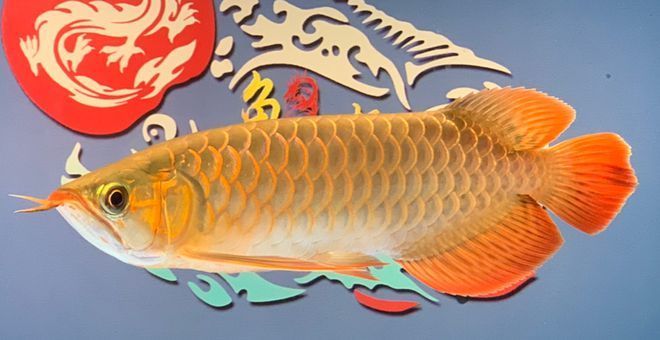禁止進出口龍魚，龍魚國際貿(mào)易最新規(guī)定 禁止進出口龍魚，龍魚國際貿(mào)易最新規(guī)定 龍魚百科 第2張