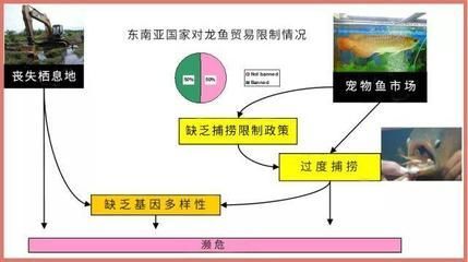 禁止進出口龍魚，龍魚國際貿(mào)易最新規(guī)定 禁止進出口龍魚，龍魚國際貿(mào)易最新規(guī)定 龍魚百科 第5張