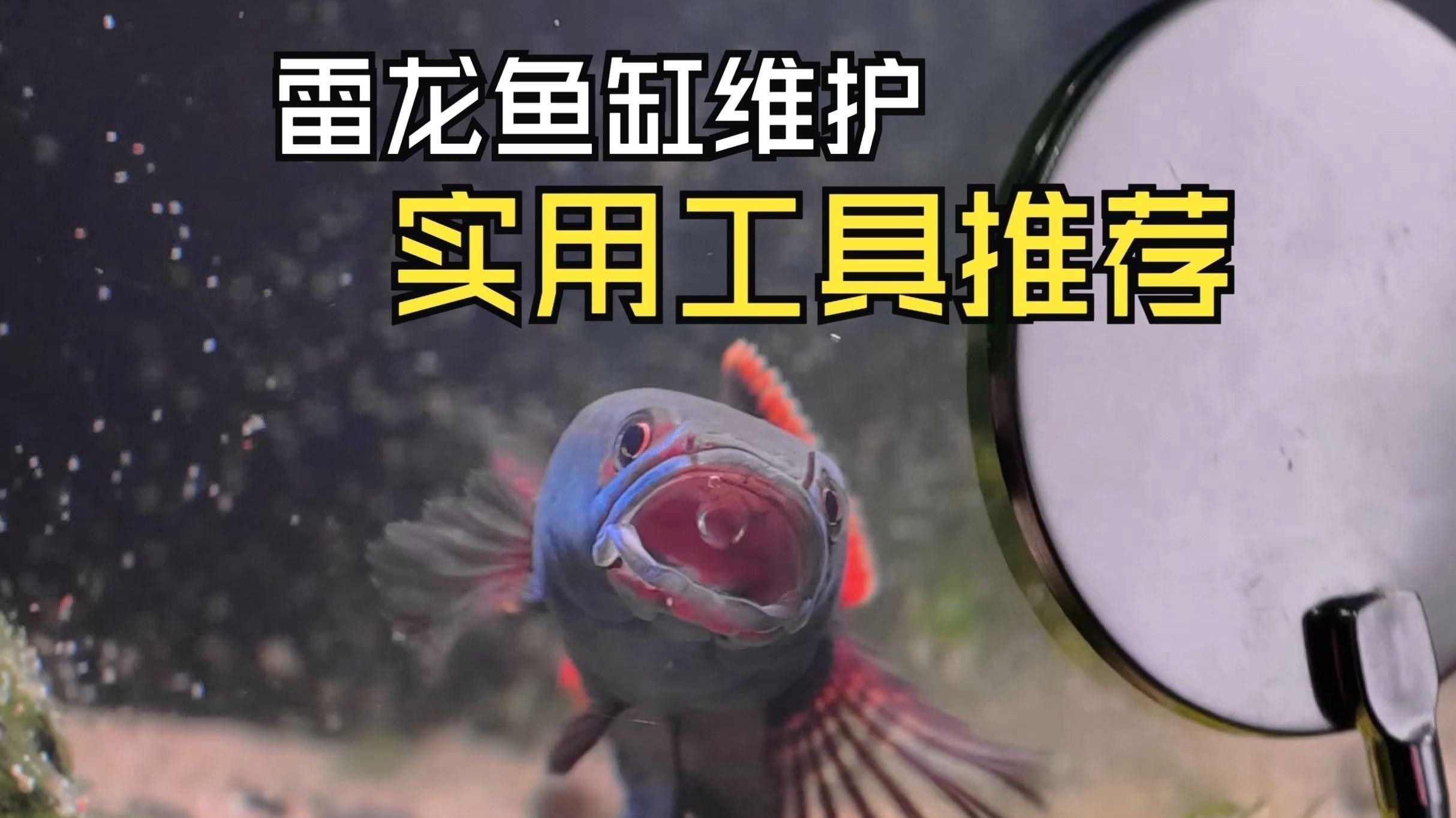 龍魚缸造景需要哪些工具？
