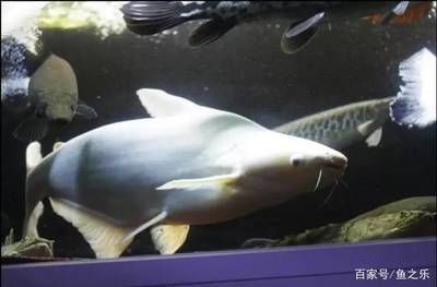 白鯊可以和龍魚混養:白鯊和龍魚可以混養嗎 龍魚百科 第1張 白鯊可以和龍魚混養:白鯊和龍魚可以混養嗎 白鯊可以和龍魚混養:白鯊和龍魚可以混養嗎 龍魚百科 第1張