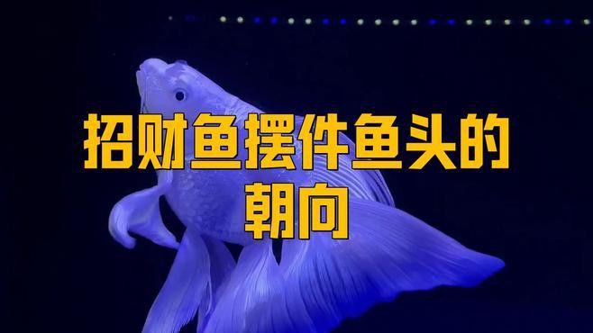如何擺放招財金龍魚擺件才能招財？ 如何擺放招財金龍魚擺件才能招財？ 龍魚百科 第5張