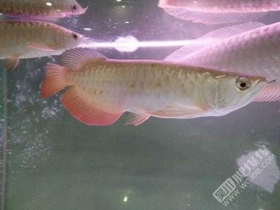 金龍魚買賣網站【金龍魚買賣網站有哪些？】