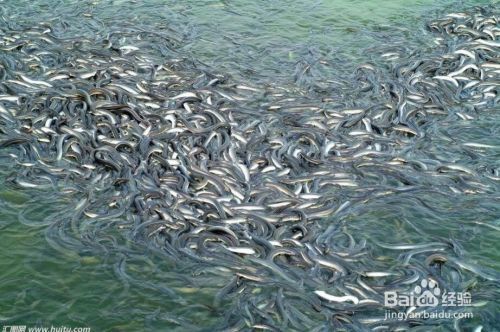 泰龐海鰱魚捕撈技巧分享：泰龐海鰱釣魚技巧分享 泰龐海鰱魚捕撈技巧分享：泰龐海鰱釣魚技巧分享 龍魚百科 第5張