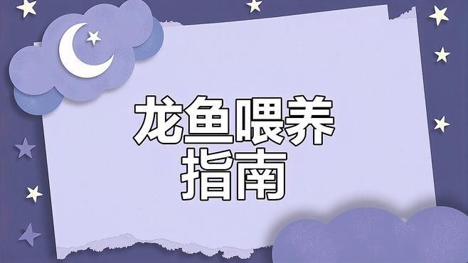 千湖街2號龍魚飼料的價格是多少？