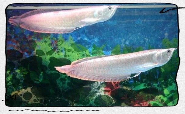 養(yǎng)銀龍魚水溫多少適宜