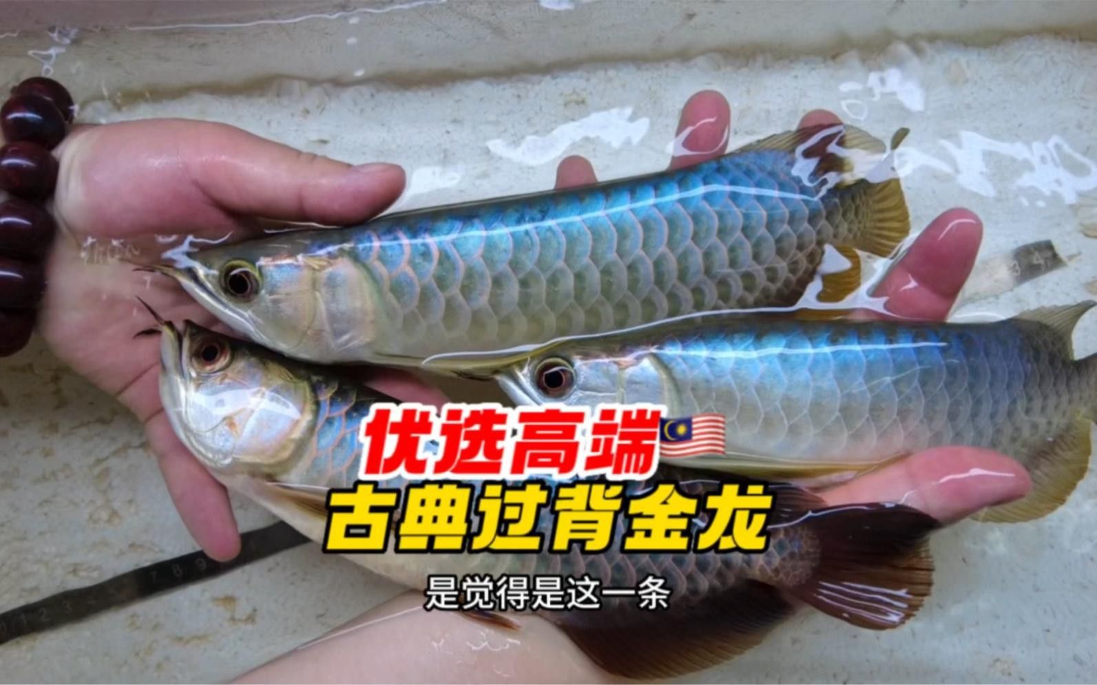 如何選擇健康的過背金龍？ 如何選擇健康的過背金龍？ 龍魚百科 第5張