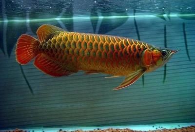龍魚常見的疾病圖片大全大圖：龍魚常見疾病及其圖片