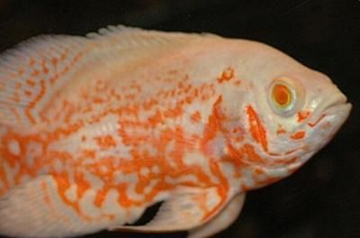 地圖魚和銀龍魚哪個(gè)好養(yǎng)一點(diǎn)（地圖魚和銀龍魚各有其特點(diǎn)，在飼養(yǎng)難度上也存在一些差異）