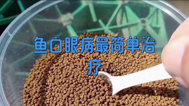 銀龍魚眼睛白膜多久會好