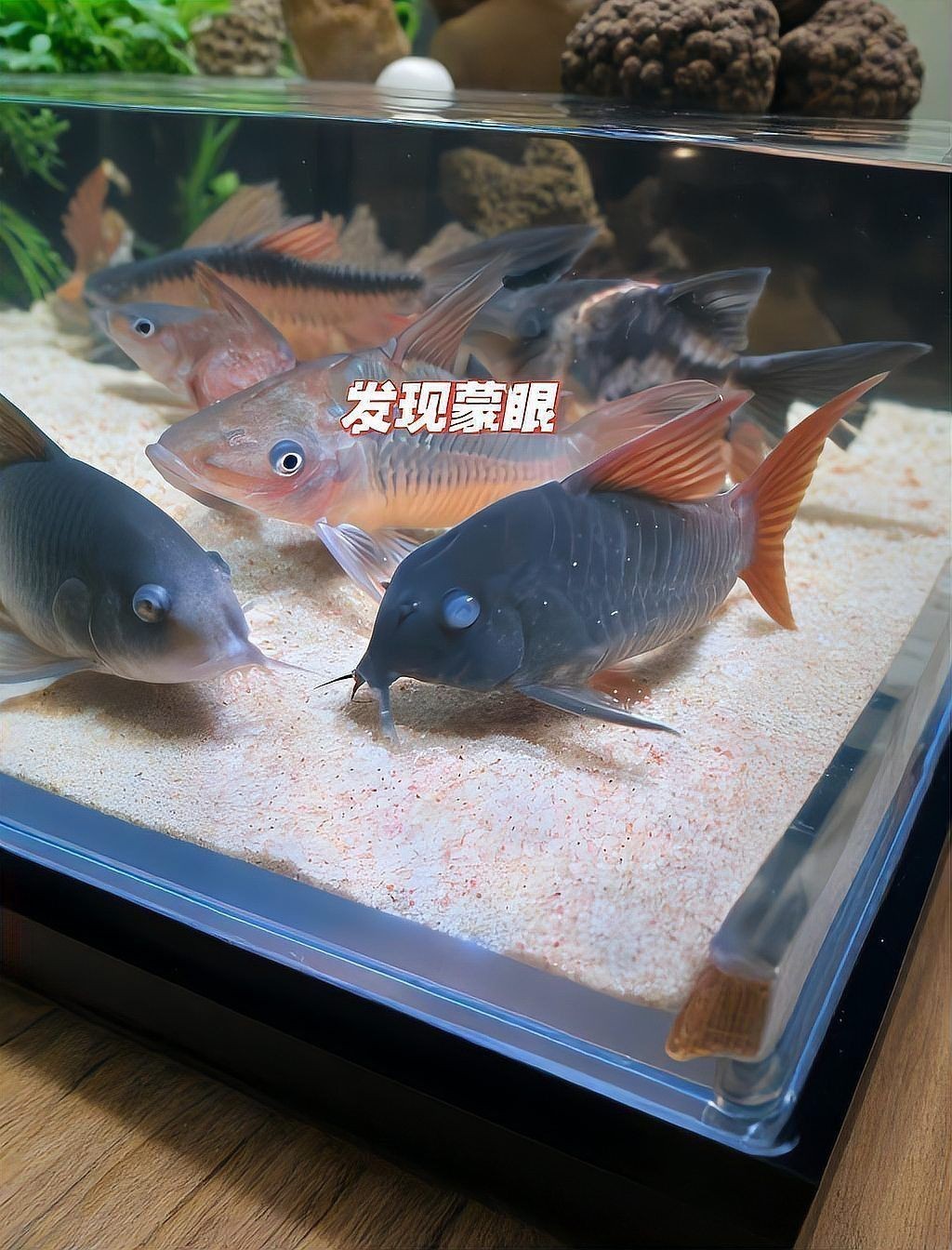 銀龍魚眼睛白膜多久會好