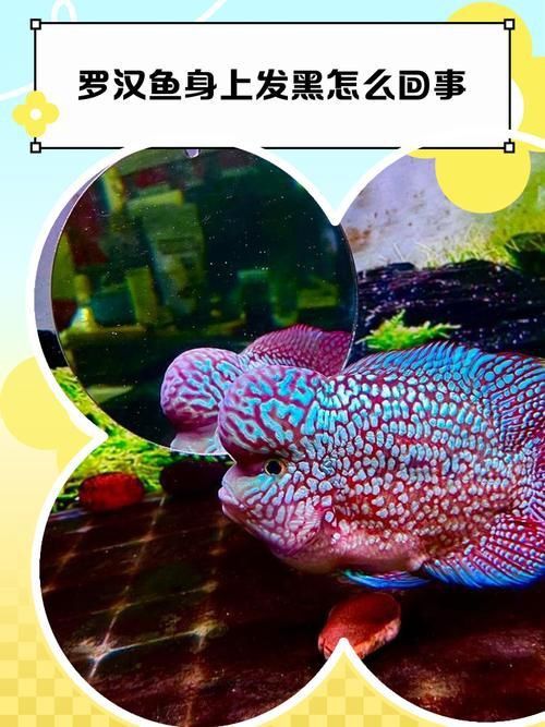 羅漢魚發(fā)色征兆圖片