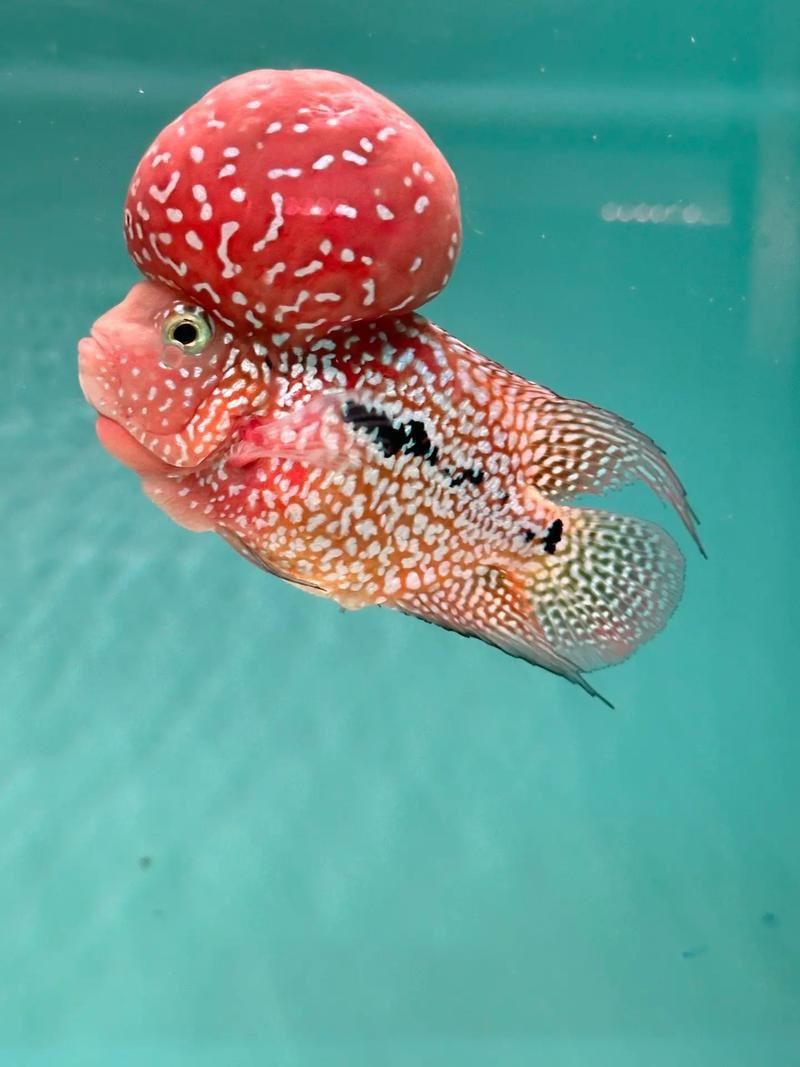 羅漢魚發(fā)色征兆圖片
