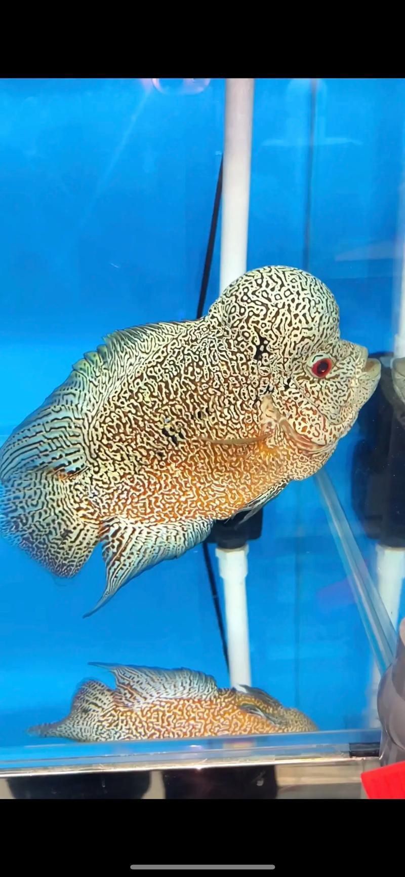 羅漢魚發(fā)色征兆圖片