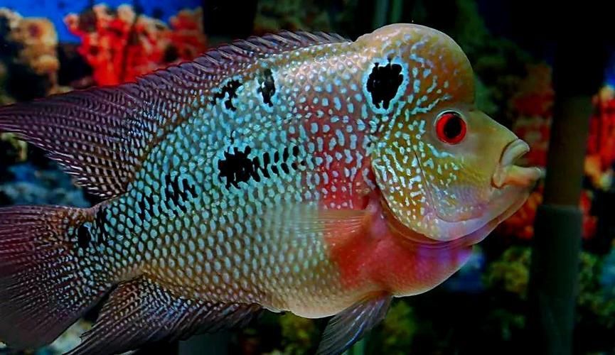 羅漢魚發(fā)色征兆圖片