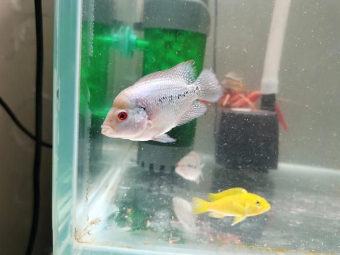 羅漢魚發(fā)色征兆圖片