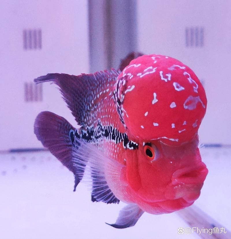 羅漢魚發(fā)色征兆圖片
