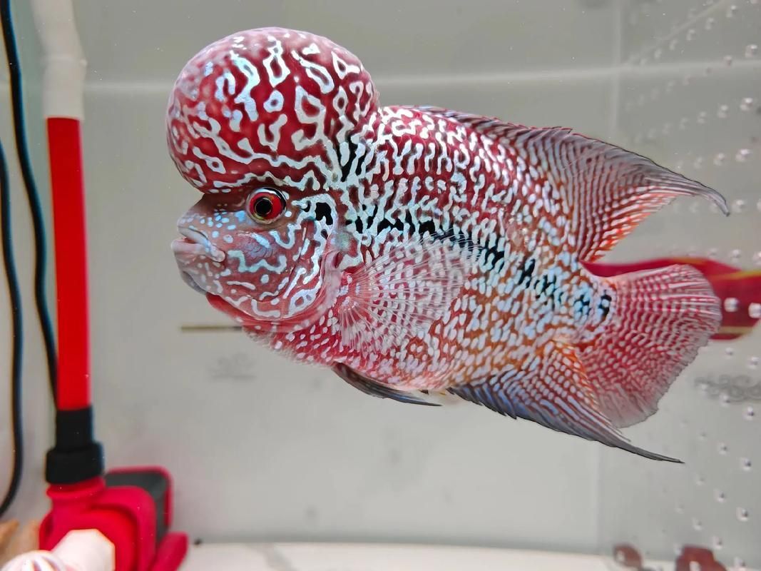 羅漢魚發(fā)色征兆圖片